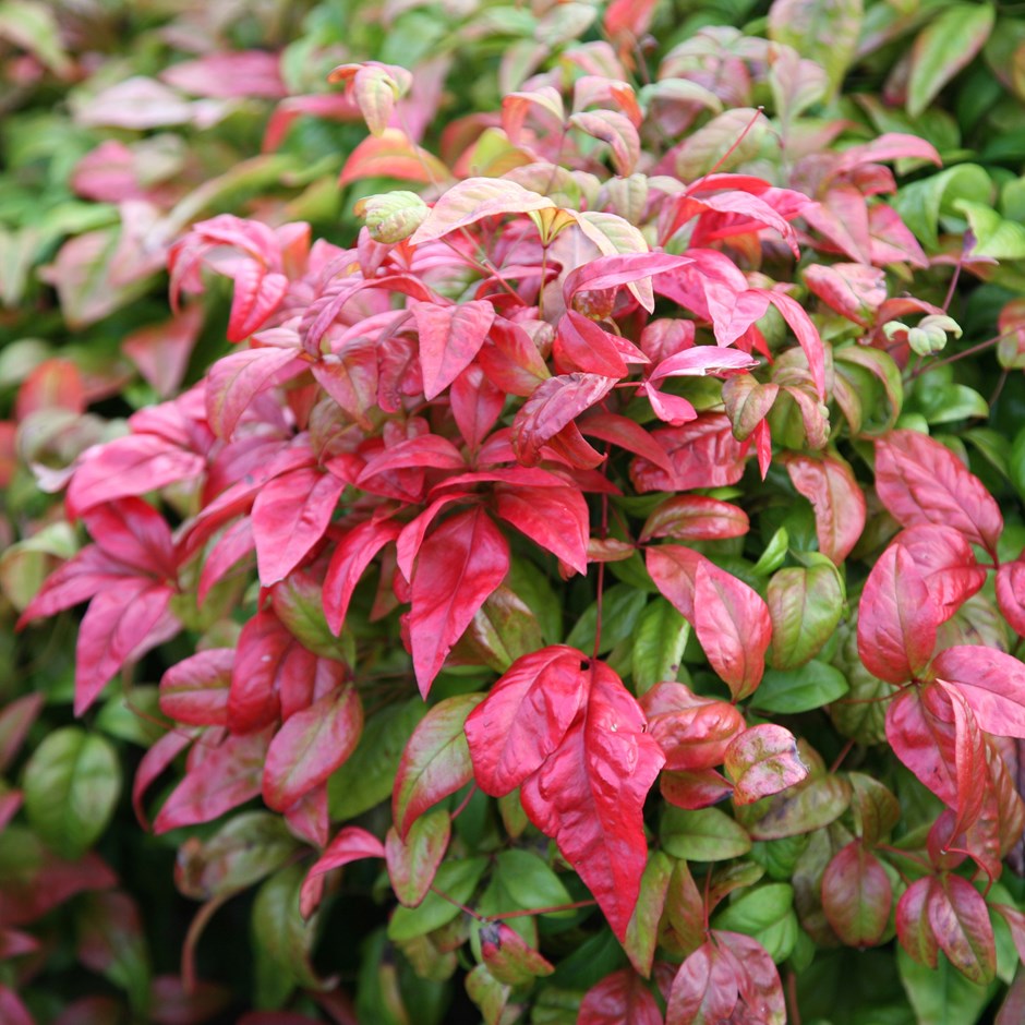 Nandina domestica 'Fire Power'